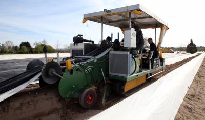 Maschinelle Spargelernte