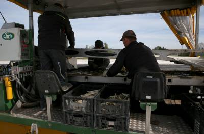 Maschinelle Spargelernte