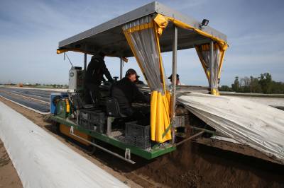 Maschinelle Spargelernte